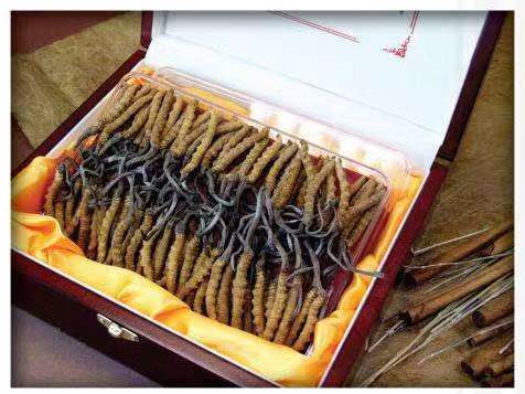 志仲镇冬虫夏草回收